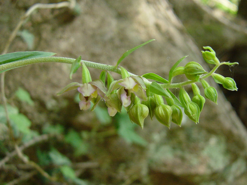 Epipactis helleborine